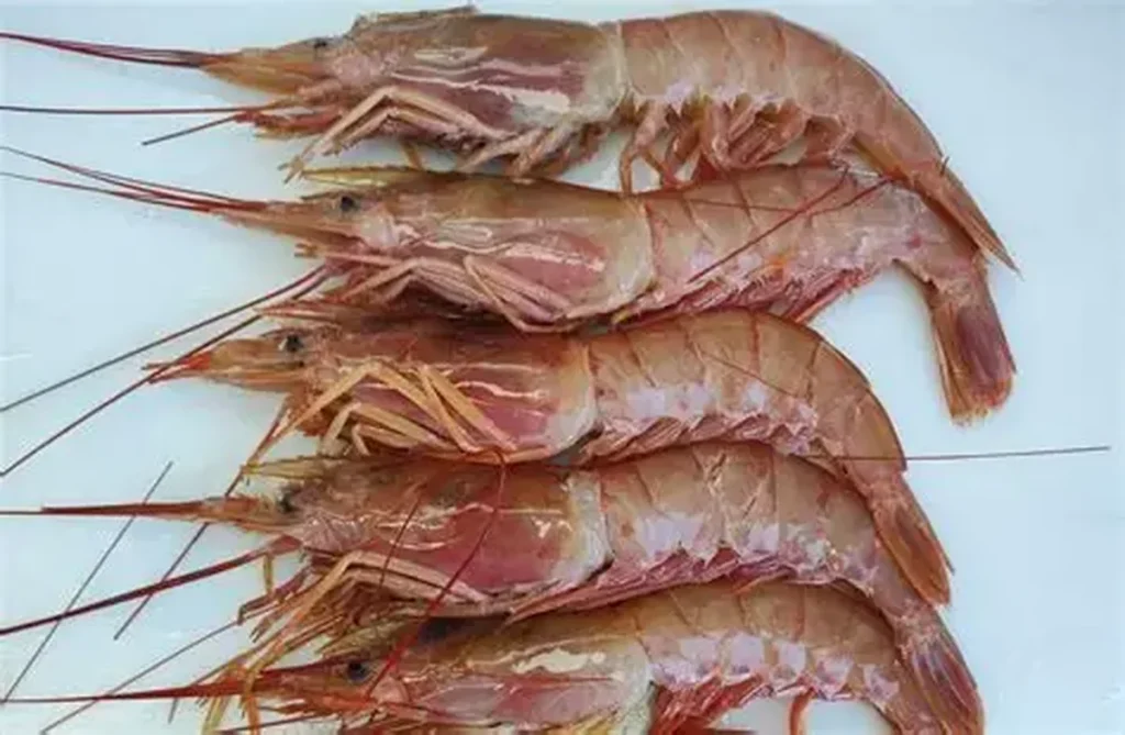 Shrimp HS Codes in Asia: Why the Same Product Gets Different Classifications