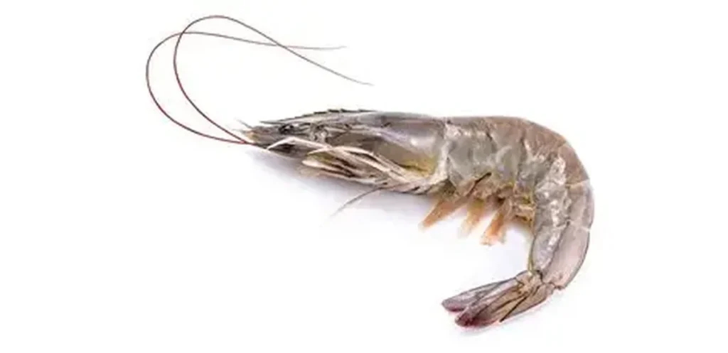 Shrimp HS Codes in Asia: Why the Same Product Gets Different Classifications